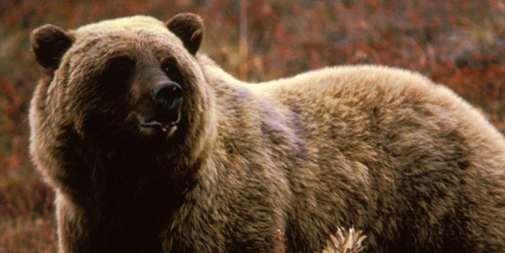 Foto: El oso que llegó al Parlamento de Asturias