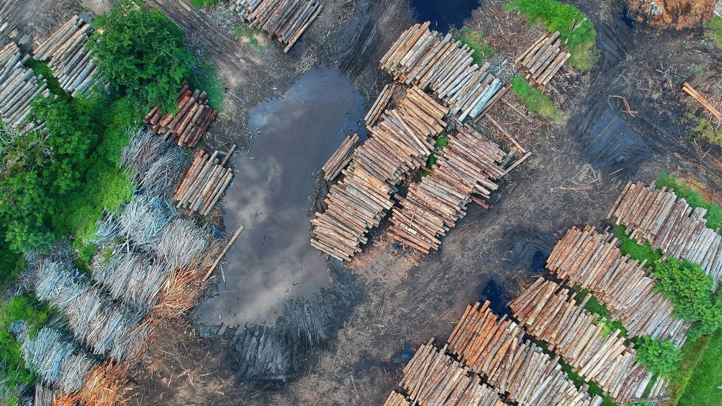 La deforestación masiva es la causa principal de muchos problemas relacionados con el cambio climático. (Pexels)