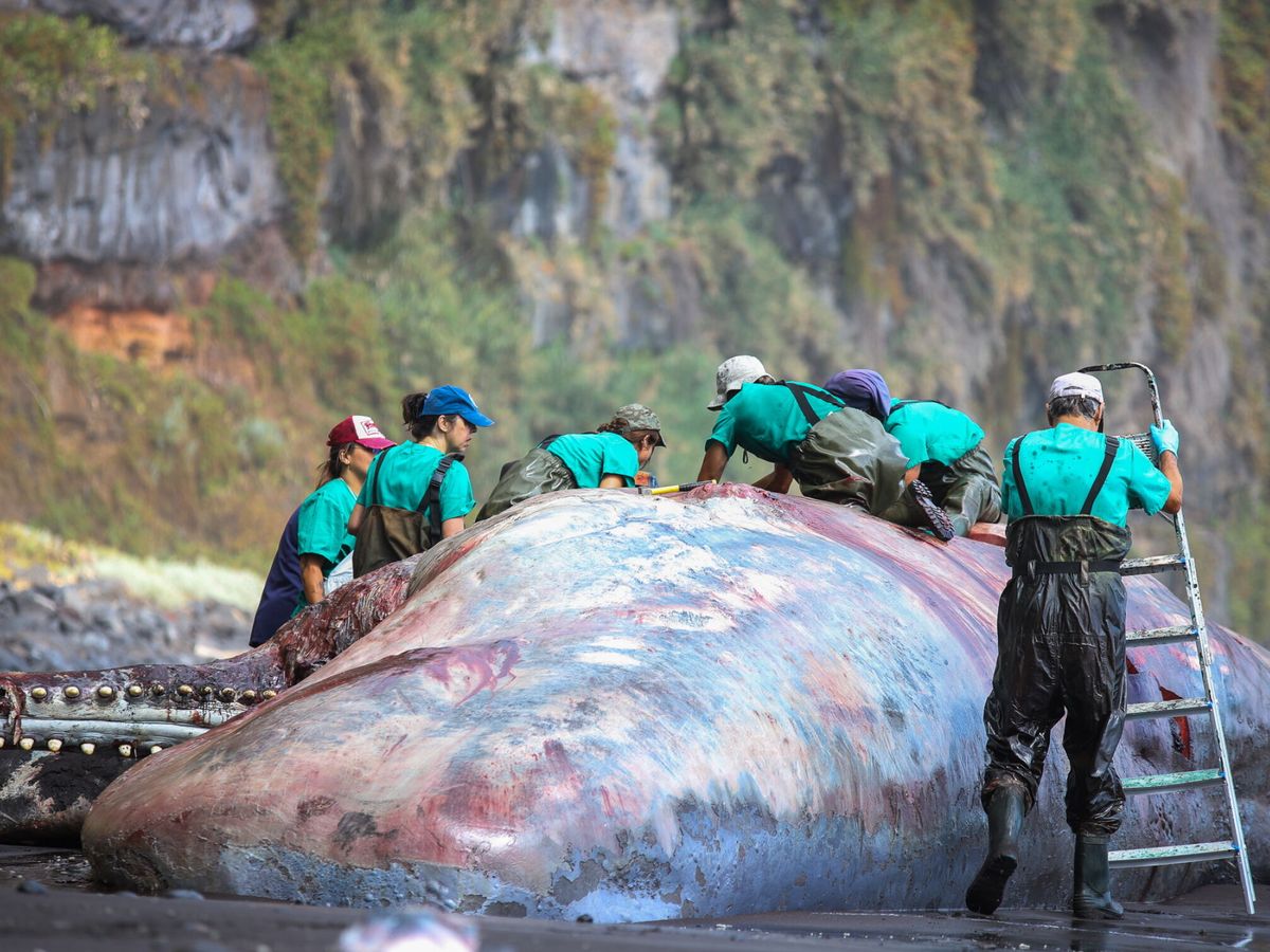 Foto: Un cachalote hallado en Canarias escondía un excremento de casi medio millón de euros. (EFE/Luis G. Morera)