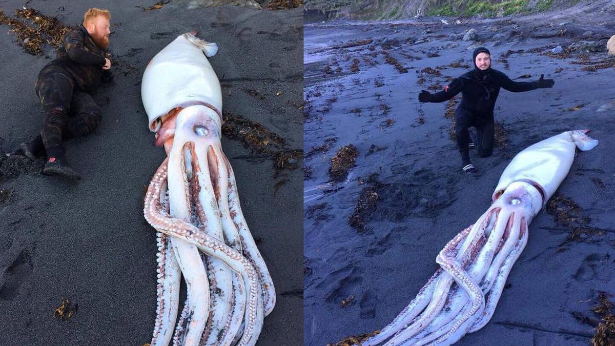 Tres hermanos encuentran un calamar de más de cuatro metros en Nueva Zelanda