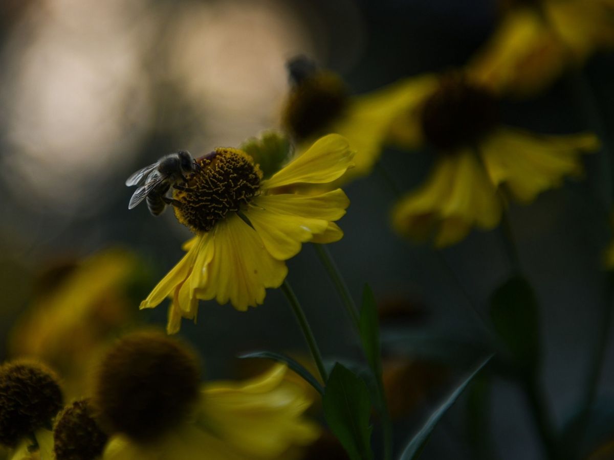 Foto: Una abeja recolecta polen de una flor en Alemania. Foto: EFE EPA PHILIPP GUELLAND POOL