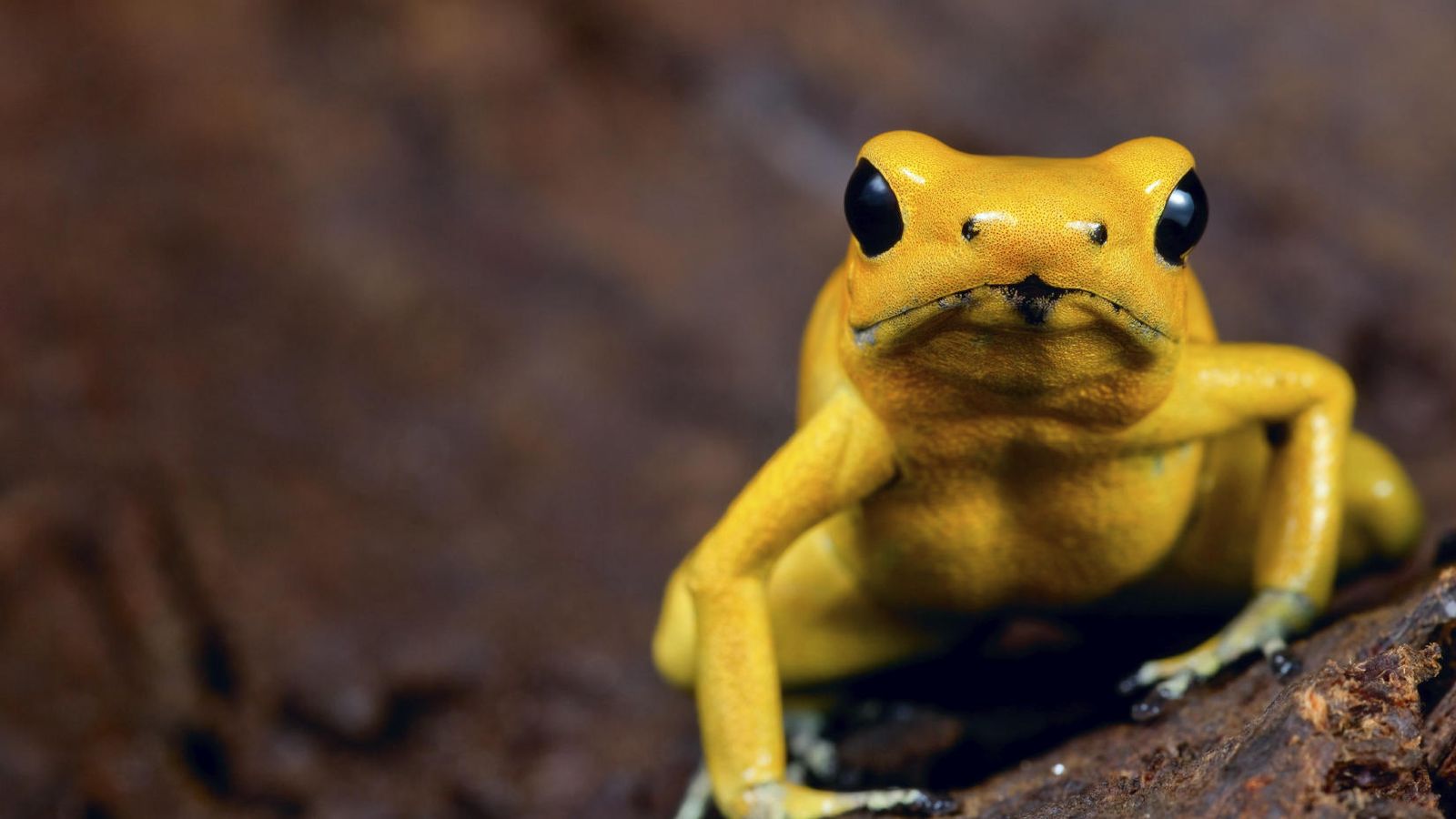 Foto: Esta diminuta rana produce uno de los venenos más letales el mundo. (iStock)