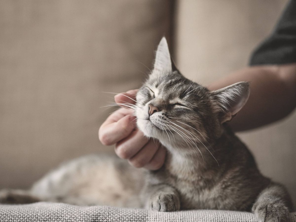 Escoger social Deseo Hay 5 tipos de relación entre los gatos y sus dueños: ¿cuál es la vuestra?