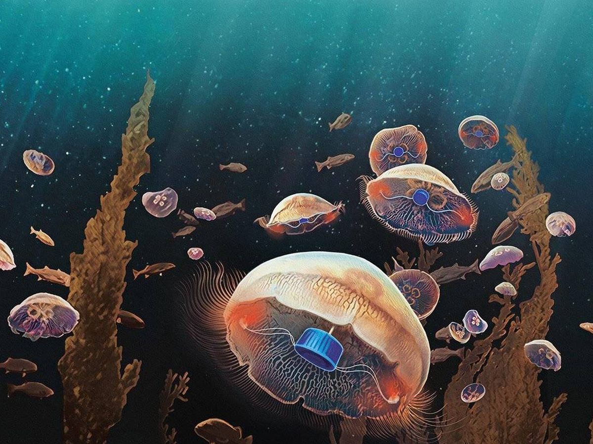 Foto: Un dispositivo controla la velocidad de las medusas al nadar. Foto: Caltech / Rebecca Konte
