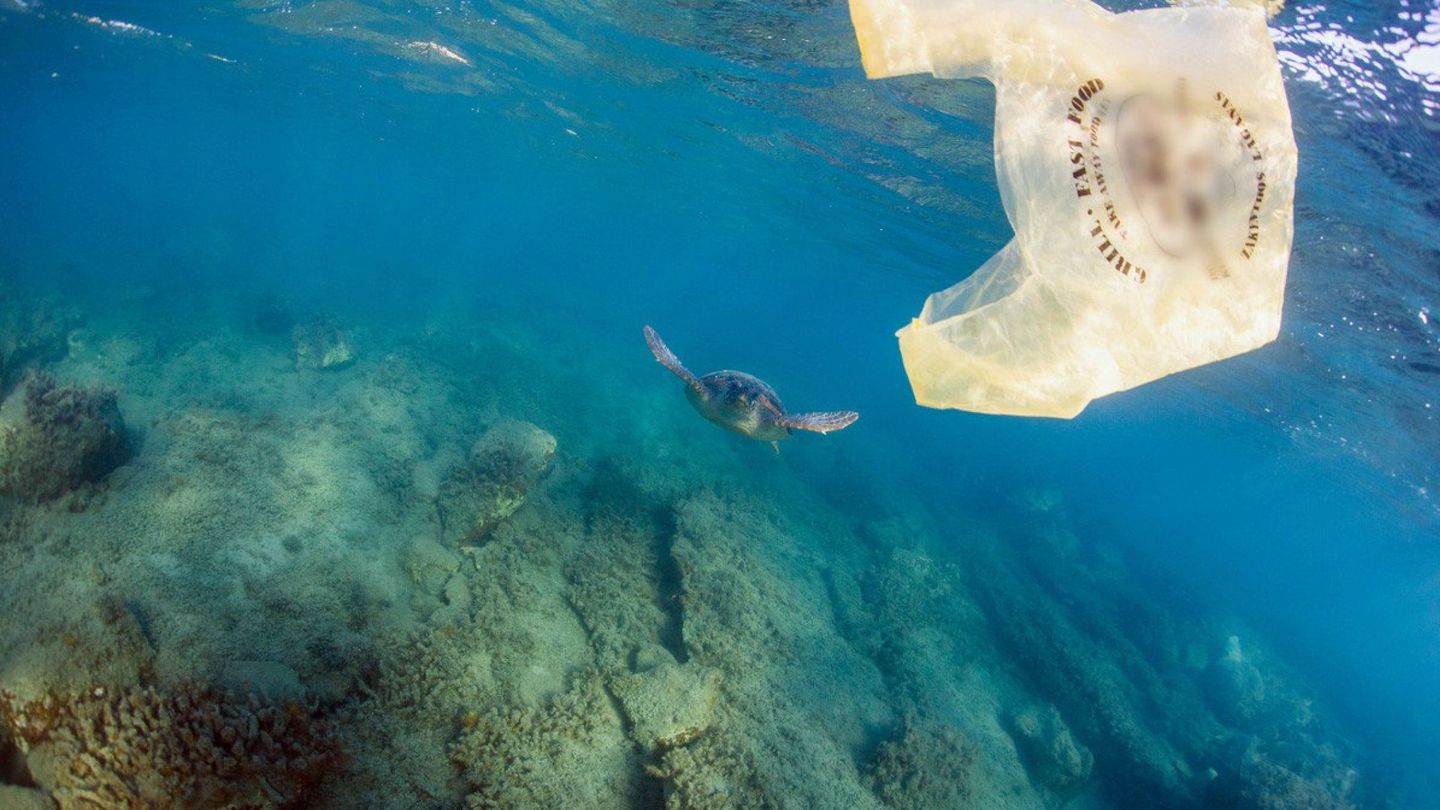 Las bolsas de plástico son causa de muerte para muchas tortugas que las confunden con medusas. (EFE)