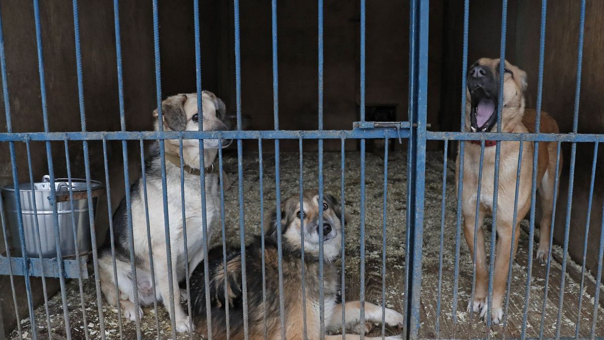 El alcalde de Seúl promete acabar con los mataderos de perros de la ciudad