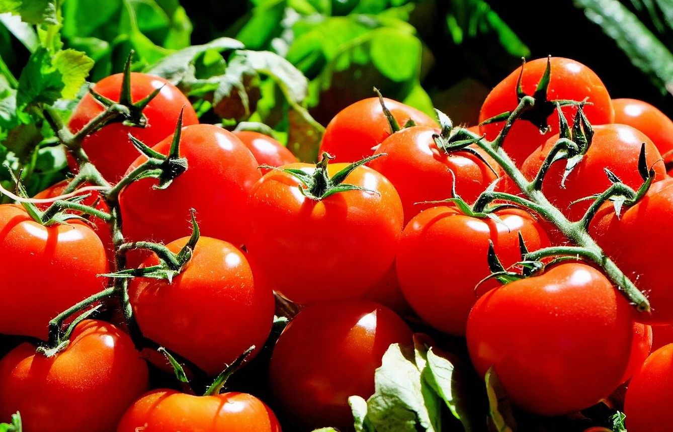 Una mata de tomates. (Pixabay)