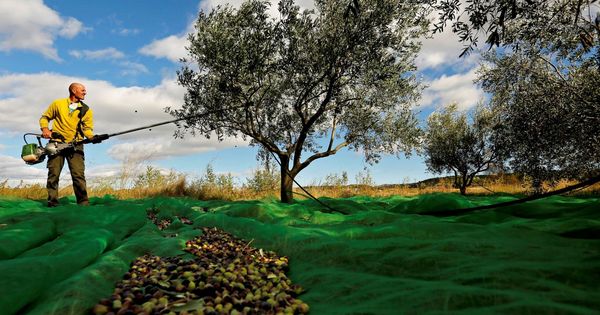 Foto: Un agricultor cosecha aceitunas para la producción de aceite de oliva. (EFE)