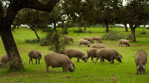 La sequía deja sin hierba a los cerdos de bellota y amenaza la calidad del jamón