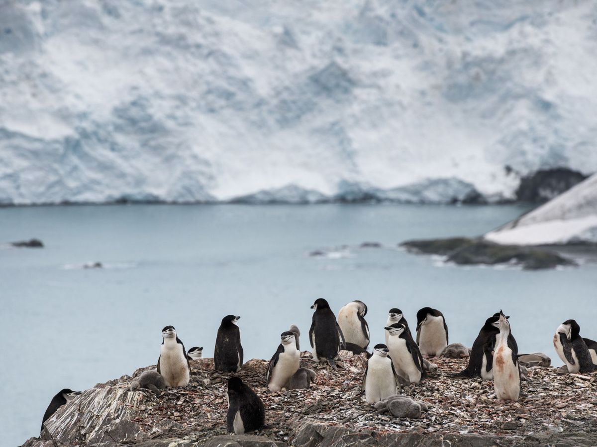 Foto: Pingüinos en la Antártida. (Reuters)