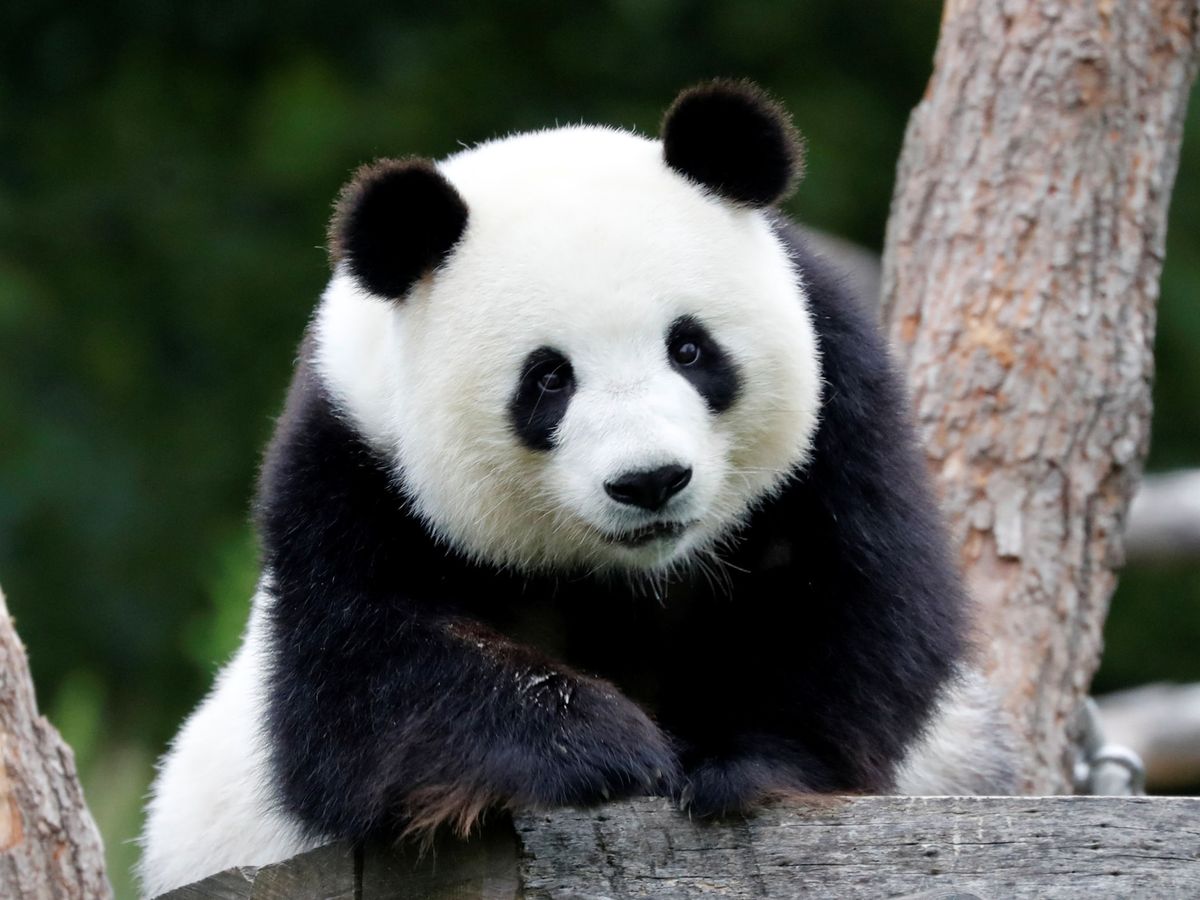 Когда вышла 1 панда. Большая Панда в Китае. Панда символ Китая. Панда фото. Медведь Панда.