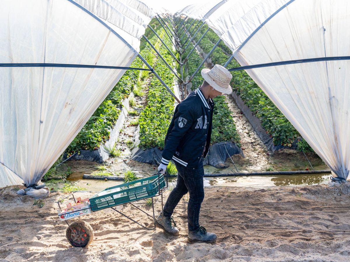 Foto: Un trabajador tira de una carretila en una plantación de regadío en el término municipal de Lucena del Puerto, muy próximo al Parque Nacional de Doñana. (Aníbal González)
