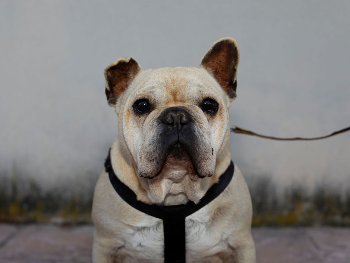 Foto: Un bulldog frances. Foto: REUTERS Jon Nazca