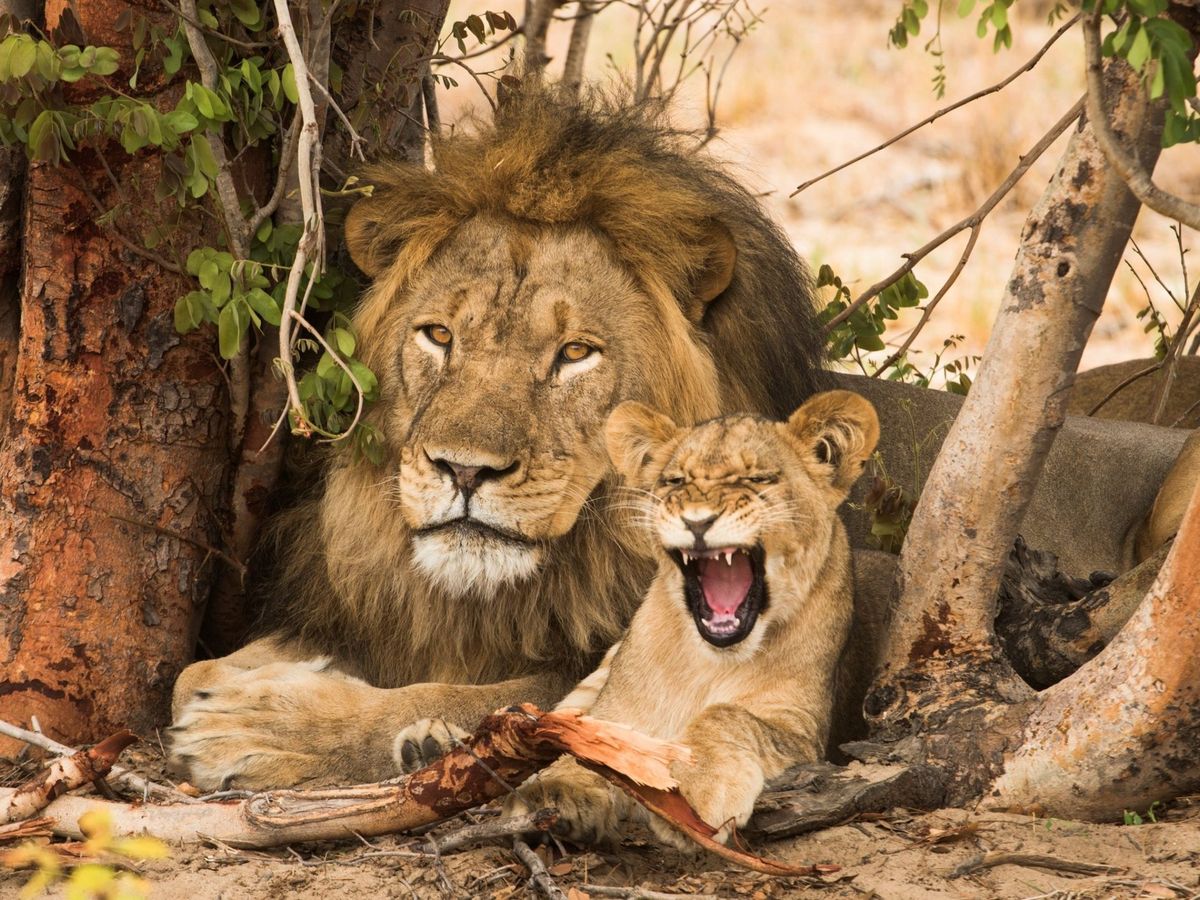 Foto: El león africano ha perdido el 80% de su población a manos de los furtivos. (EFE)