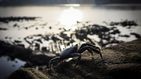 Millones de cangrejos invaden la isla Navidad en su recorrido hacia el mar