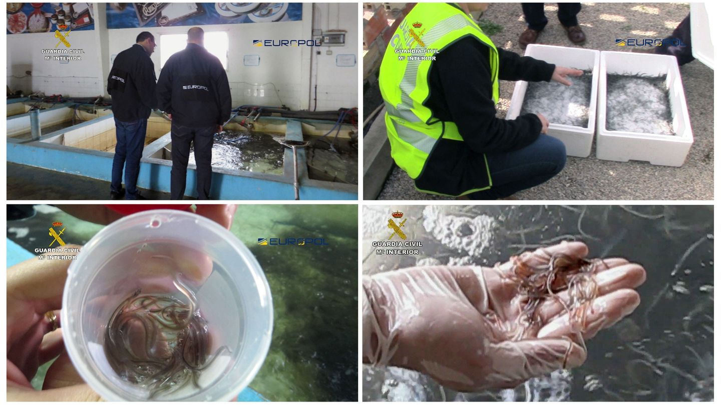 En los últimos ocho meses de 2017, se intervinieron cuatro toneladas de anguilas con destino China.