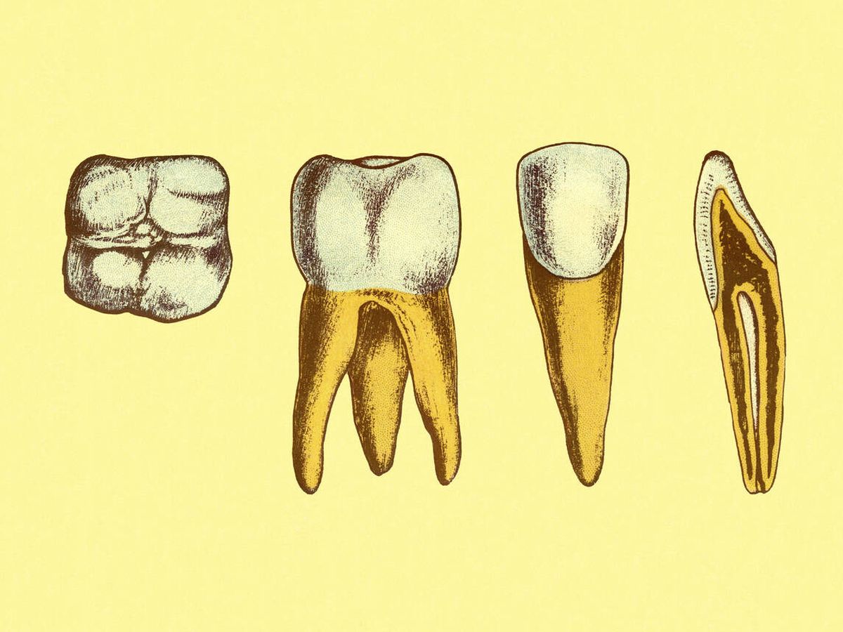Foto: Cuatro vista de dientes. Fuente: iStock.