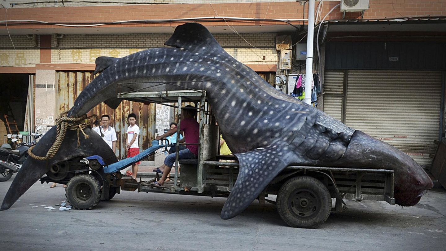 Un pescador transporta un tiburón ballena que capturó con sus redes en China. (REUTERS/Stringer)