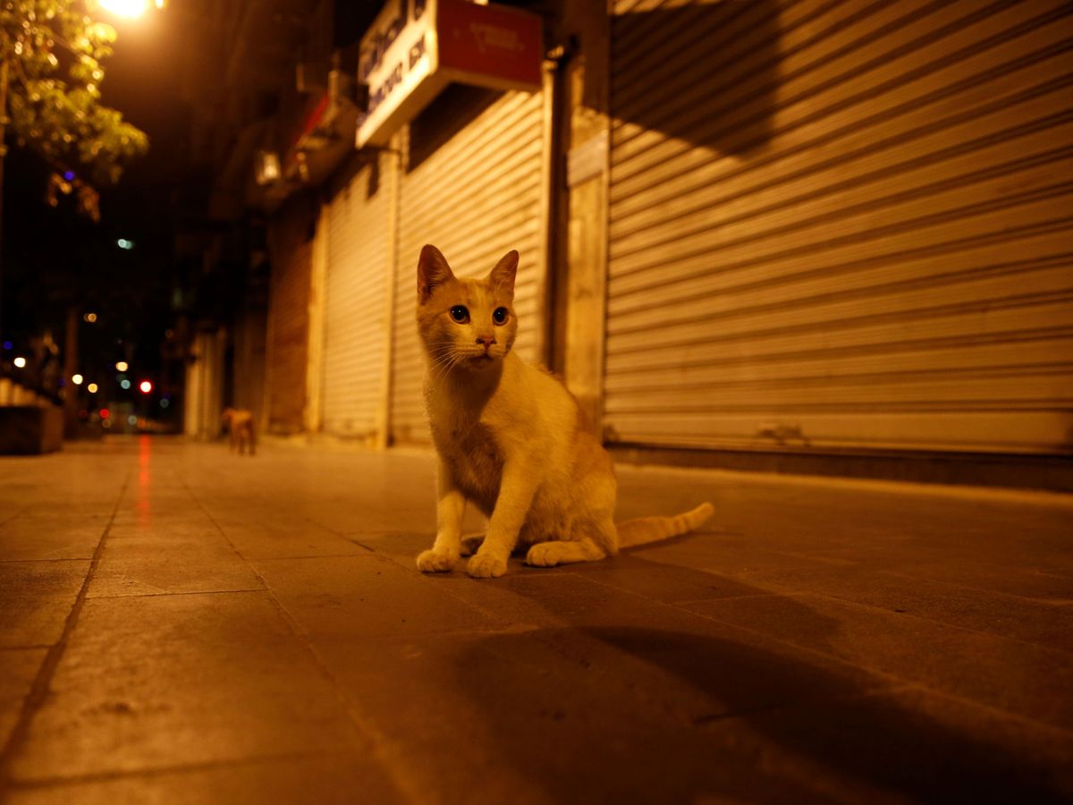 Foto: La gata maltratada apenas tenía dos meses de vida en el momento de la agresión (Reuters/Muhammad Hamed)