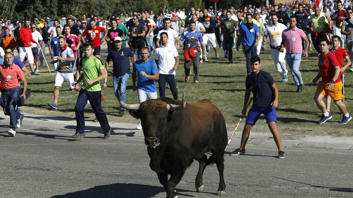 Lidia judicial por el Toro de la Vega: los animalistas toman ventaja a tres días del festejo