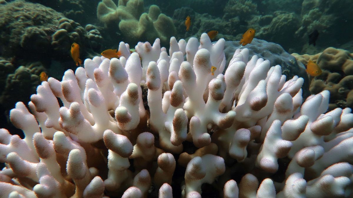 La Gran Barrera de Coral, en grave peligro: ha disminuido a la mitad en 30 años