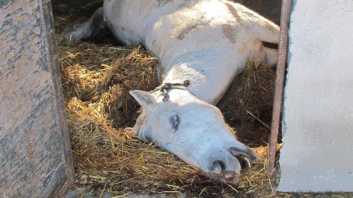 Investigado en Motril (Granada) por dejar morir de hambre a caballos y ovejas