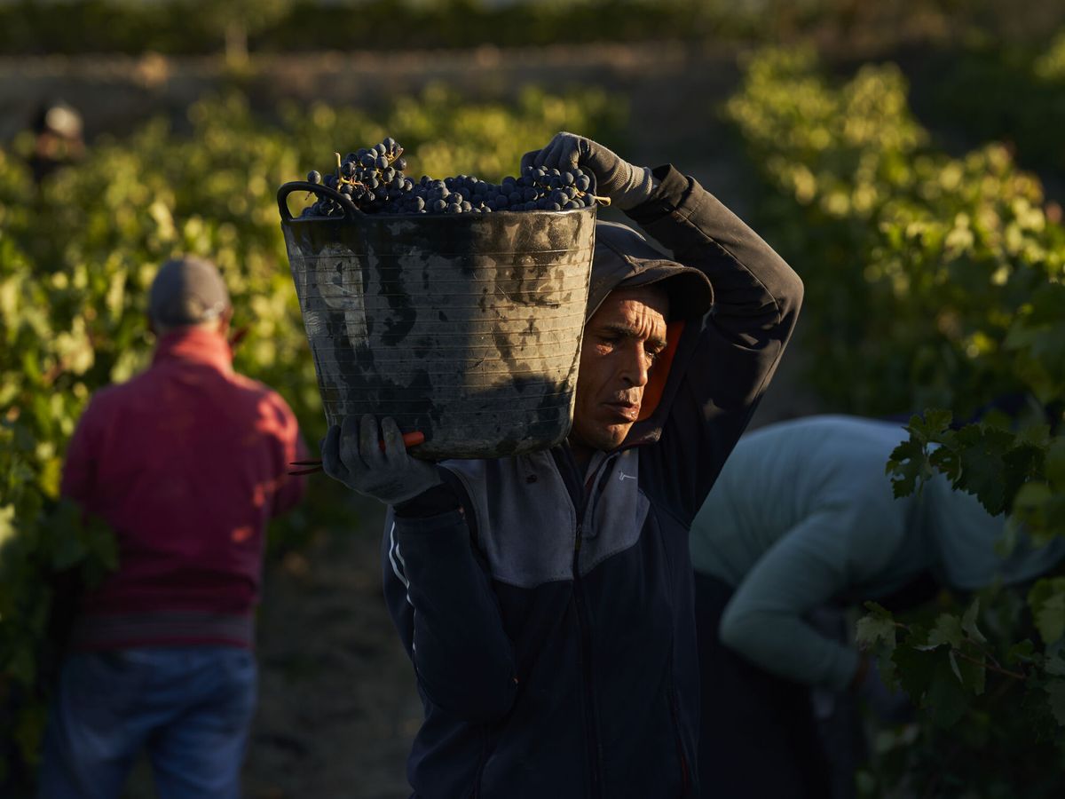 Foto: Vendimia en los viñedos de la Rioja Alavesa. (EFE/Adrián Ruiz Hierro)