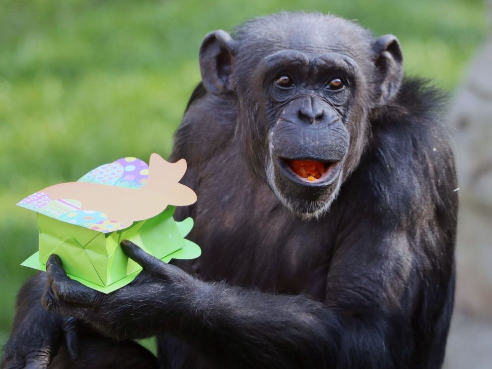 Foto: Un chimpacé en un zoológico. Foto: EFE Focke Strangmann
