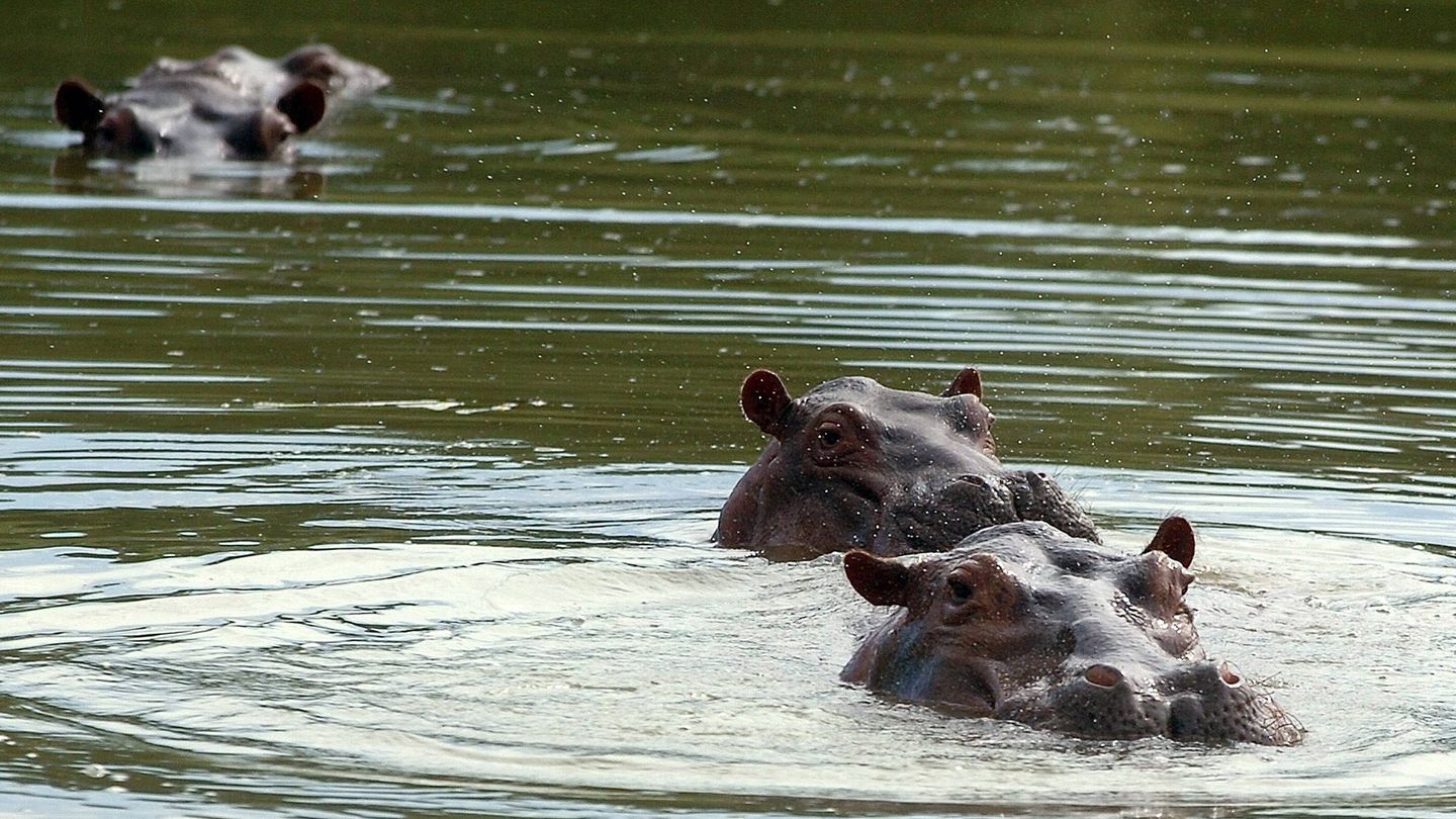 Tres de hipopótamos que actualmente viven en la hacienda Nápoles (EFE/Edgar Domínguez)