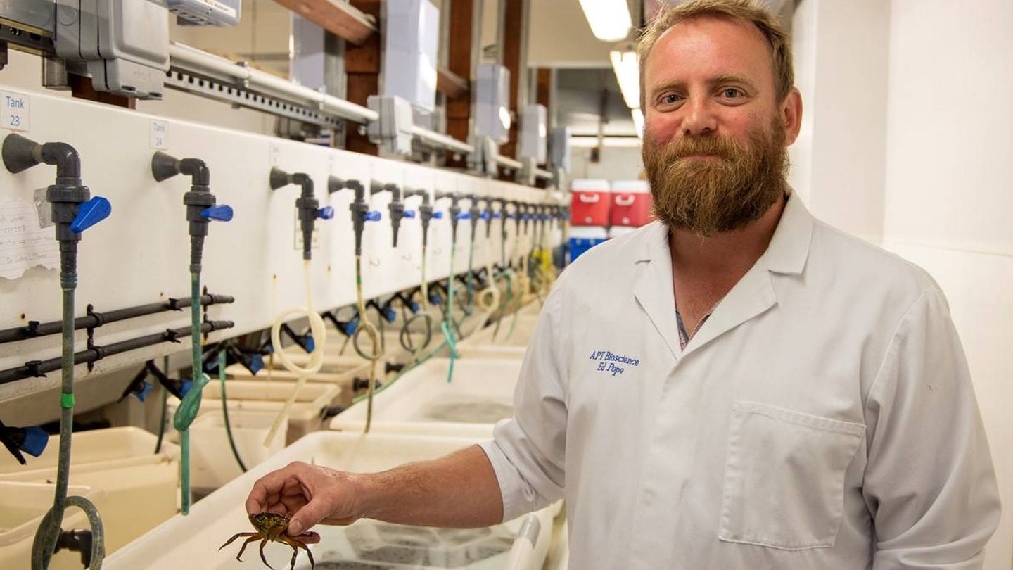 Ed Pope, con uno de los cangrejos analizados. Foto: Swansea University.