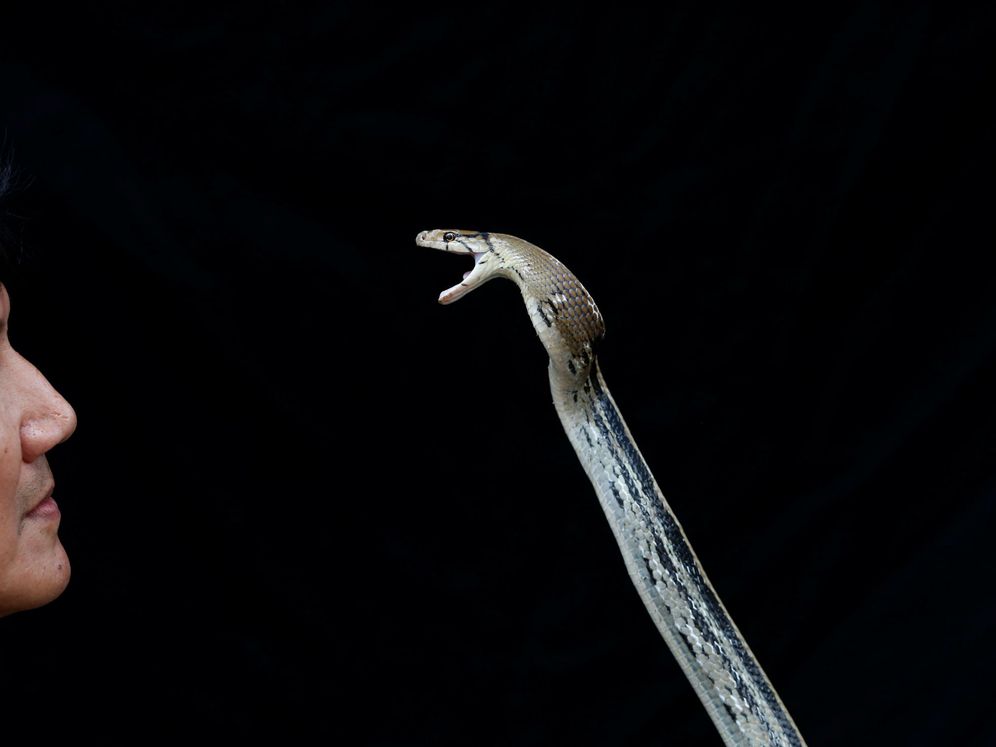 Foto: Serpiente cabeza de cobre. Foto: REUTERS Soe Zeya Tun.