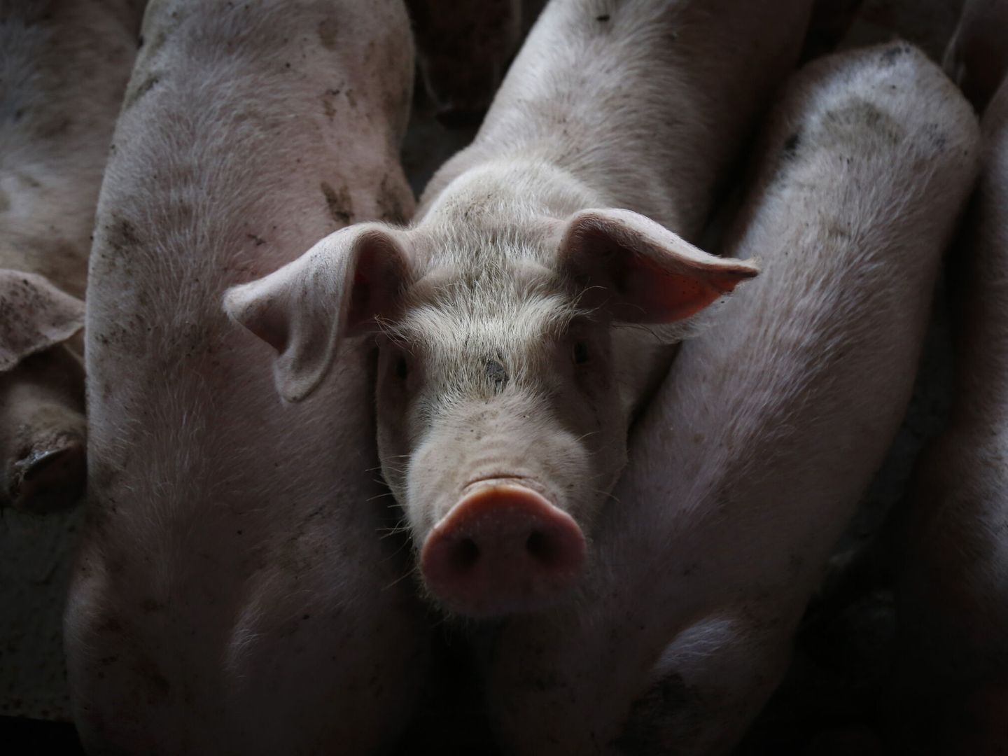 Cerdos en un criadero. (EFE/Francisco Guasco) 
