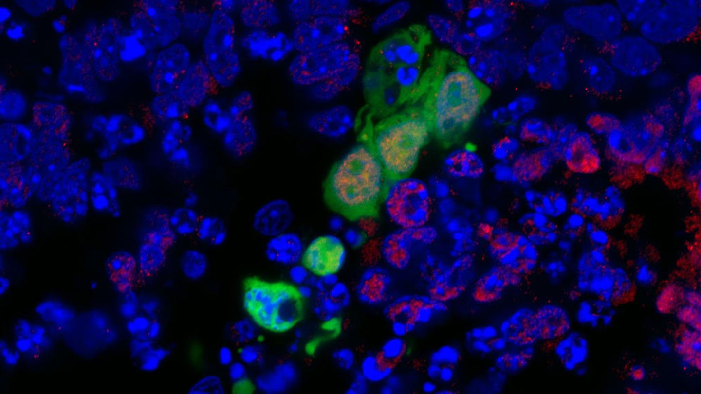 Células de embrión de ratón, en una imagen de otra investigación. (EFE)