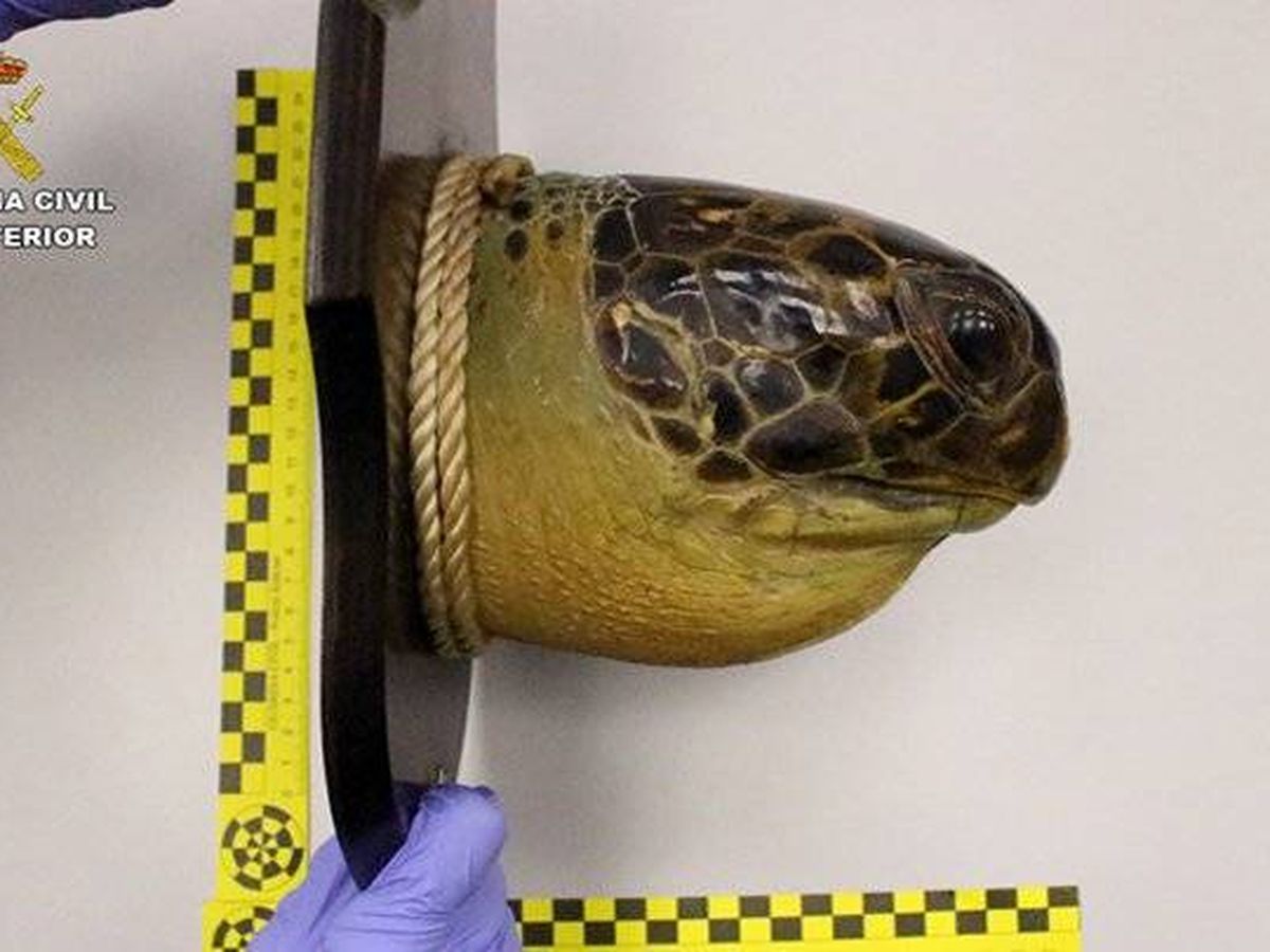 Foto: Uno de los trofeos requisados, con una cabeza de tortuga de una especie protegida. (Ministerio del Interior / Guardia Civil)