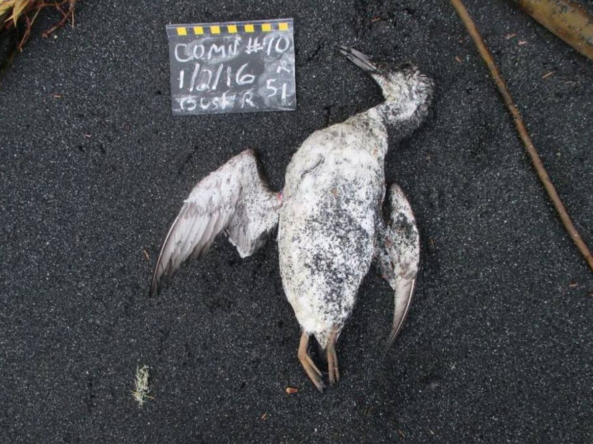 Foto: ¿Por qué murieron un millón de aves en el Pacífico? Una 'burbuja' fue la responsable. (COASST)