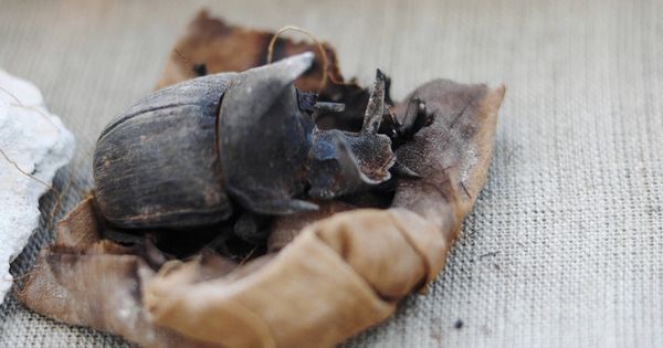 Foto: Uno de los escarabajos momificados hallados en la tumba de Khufu-Imhat. (Reuters)