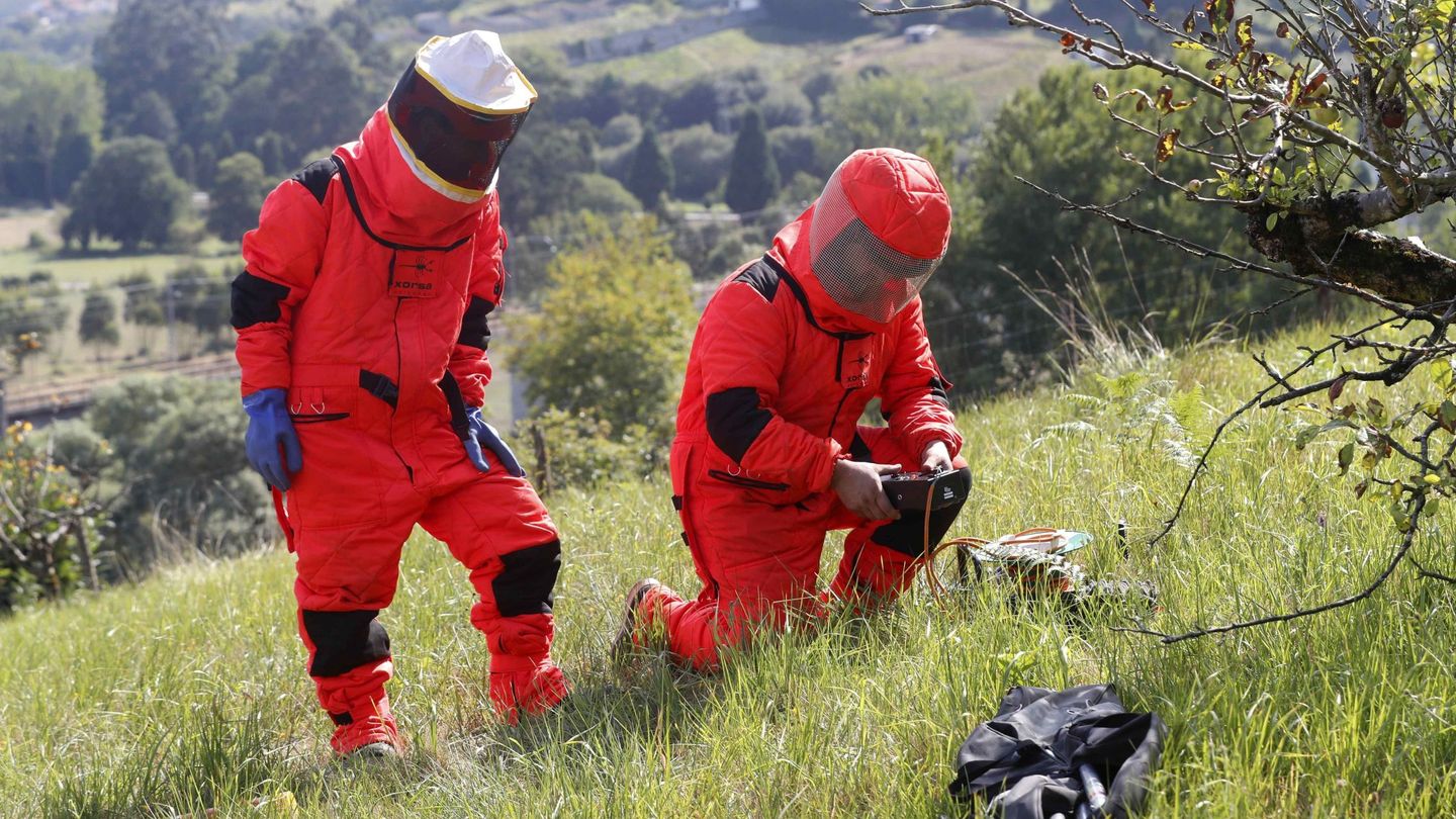 Dos técnicos proceden a retirar un nido de avispa asiática. (EFE)