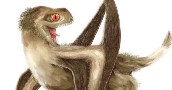 Foto: El nuevo pterosaurio de cola corta descubierto en China (Nature)