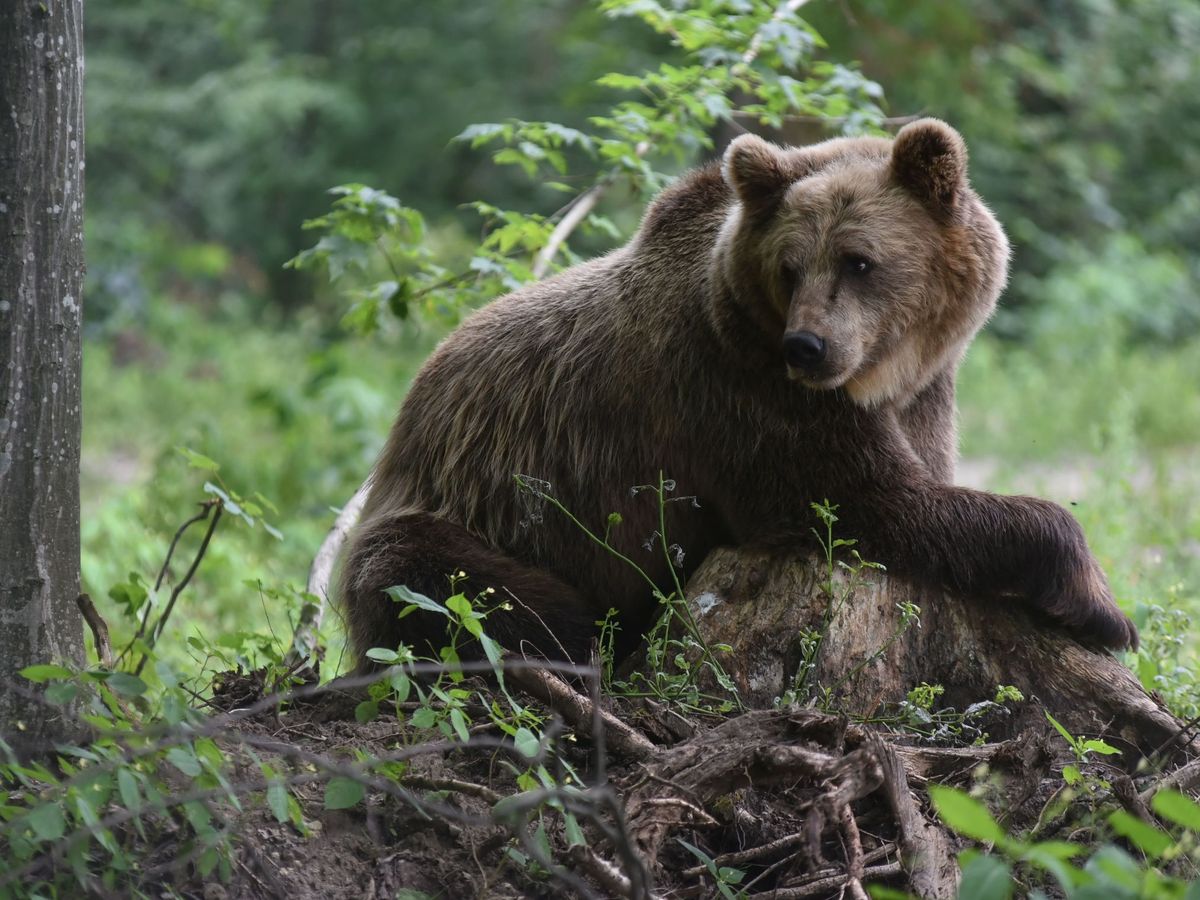 Foto: El oso pensó que la vida de su cachorro estaba en peligro (EFE/Mykola Tys)