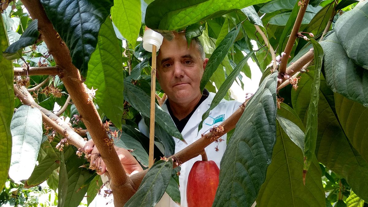 Con la producción de cacao en crisis, estos científicos españoles han hallado un tesoro