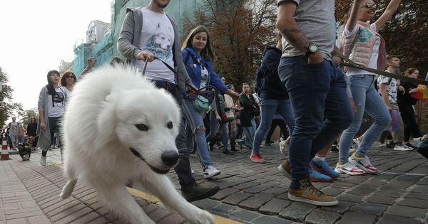 Foto: Las mascotas no podrán estar encerradas en casa o atadas a una cadena más de un día (EFE EPA/Sergey Dolzhenko)