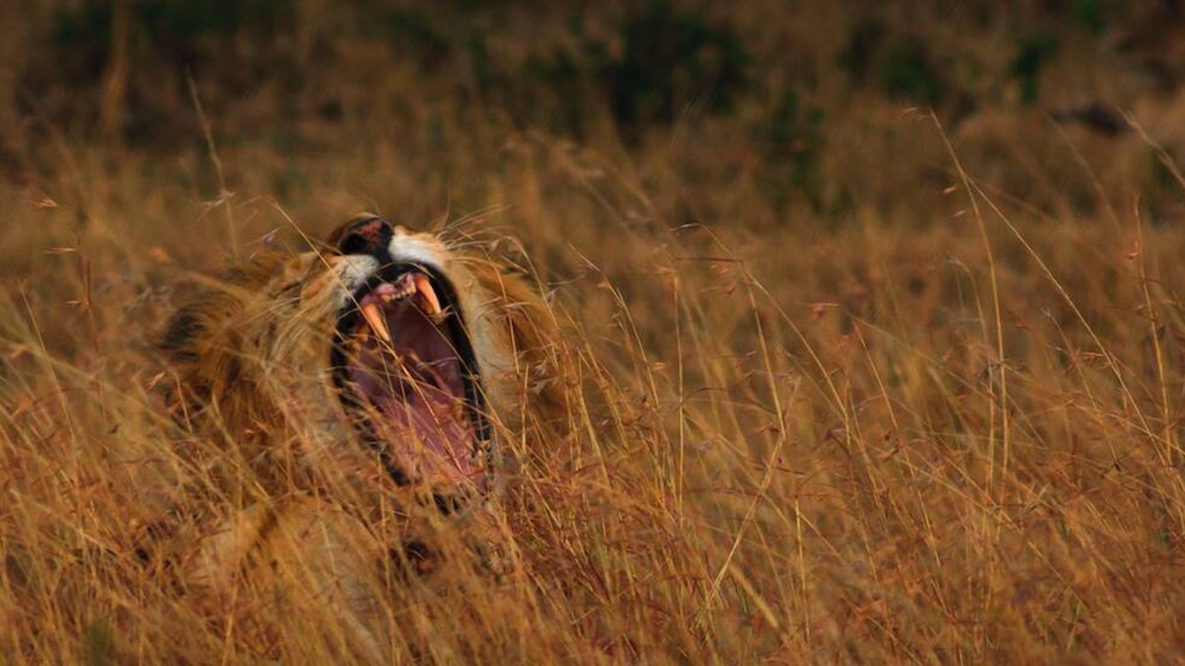 Foto: Kenia es el hogar de la fauna más copiosa y deslumbrante del mundo, el paraíso de la vida salvaje. (N. Ferreiro)