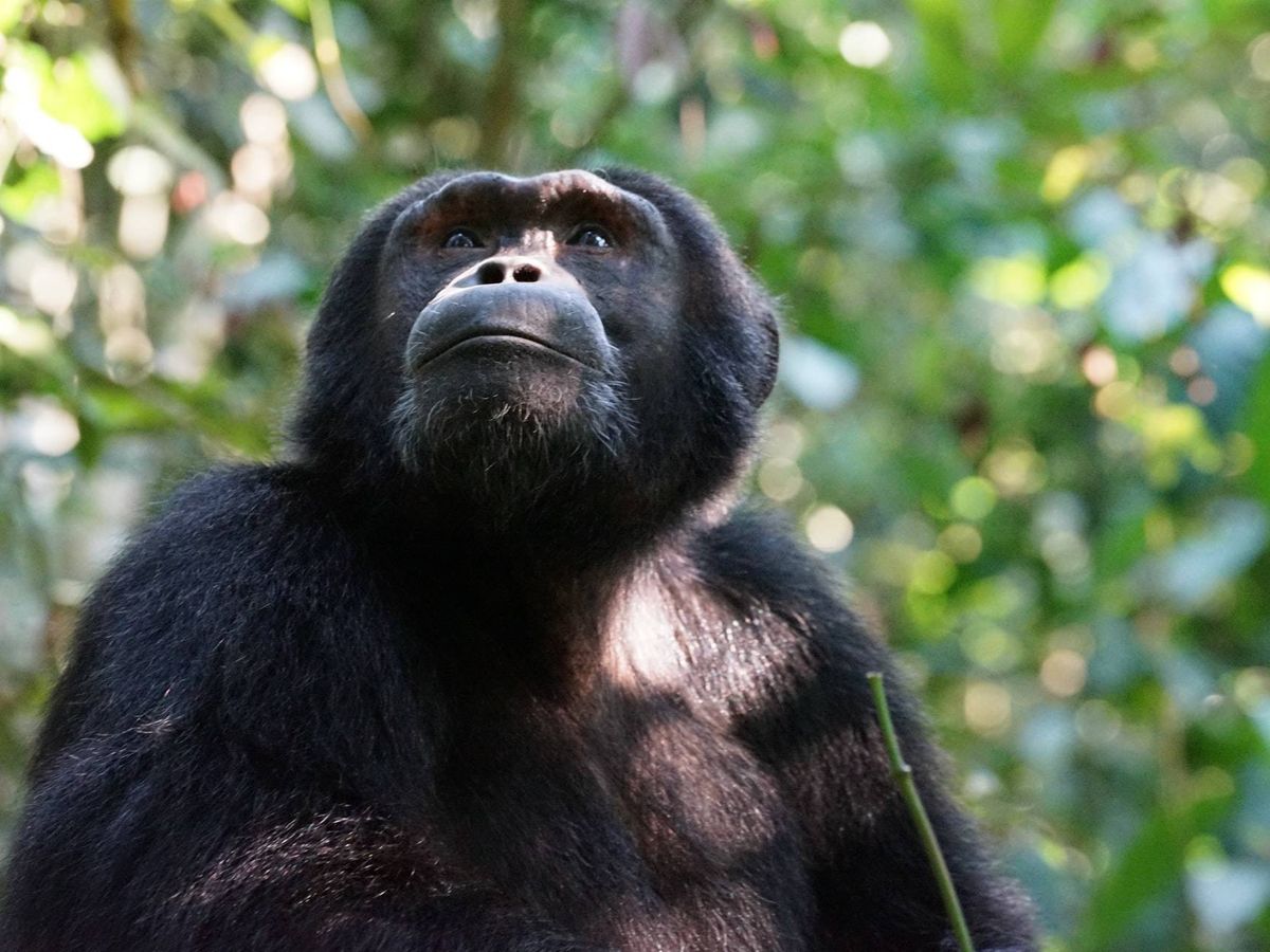 Foto: Los chimpancés que viven en libertad tienen una media de esperanza de vida de 33 años (Unsplash)