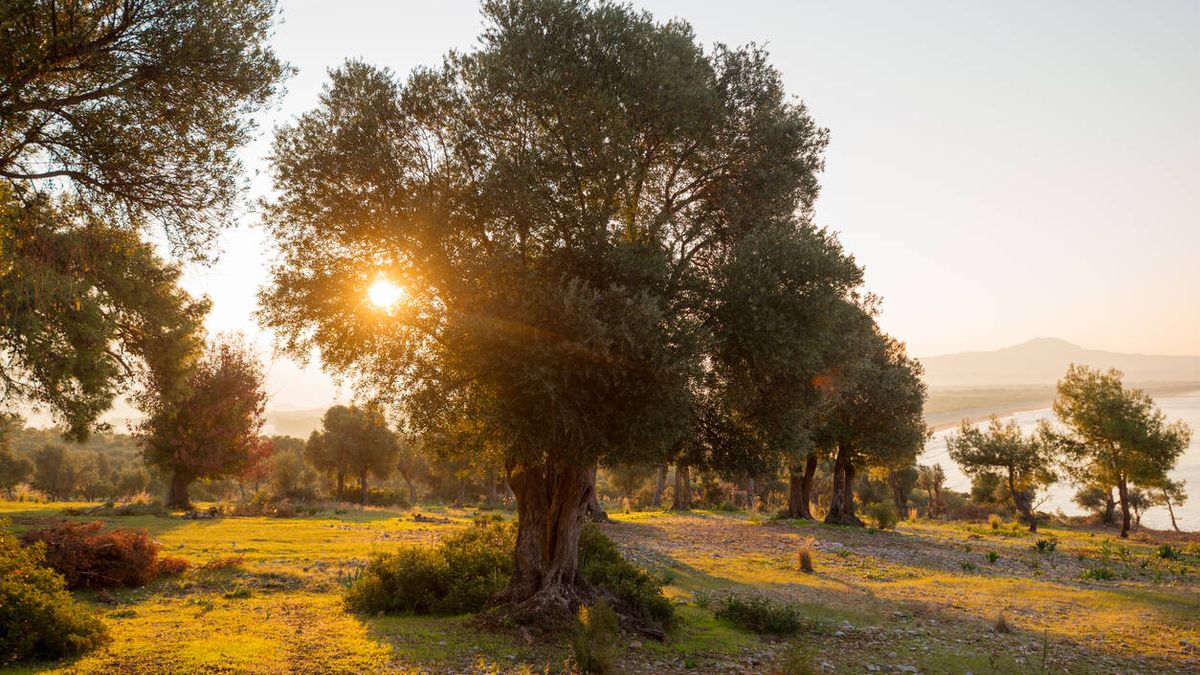 El Mediterráneo pierde media tonelada de suelo fértil por hectárea al año