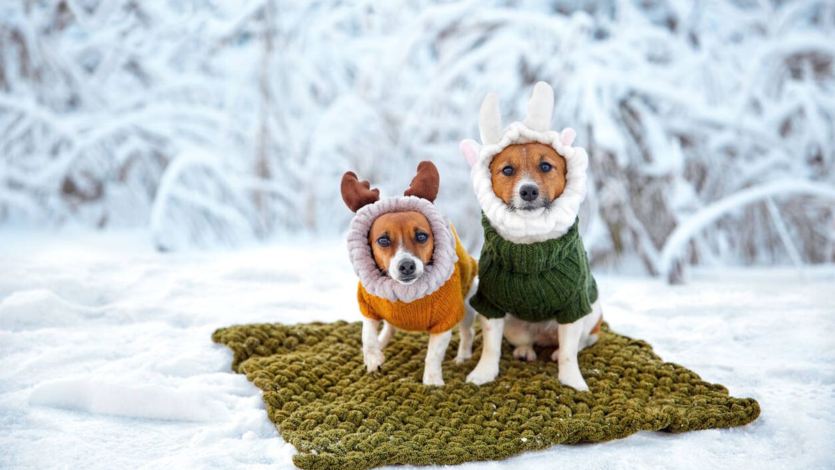 5 consejos para proteger a tus mascotas del frío en invierno