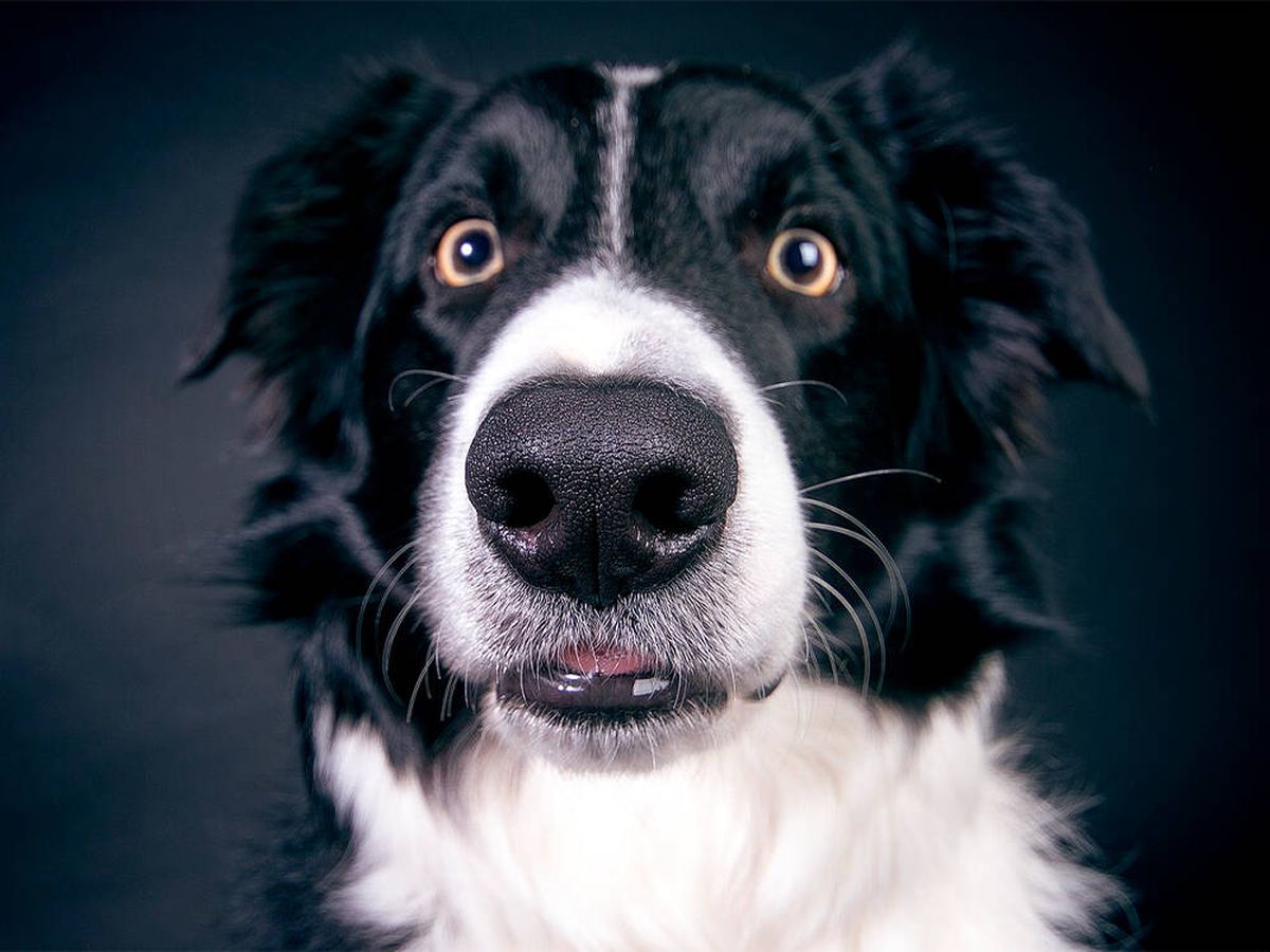 Foto: ¡Atento! Estos son los 8 olores que tu perro no soporta y deberías conocer (Pixabay)