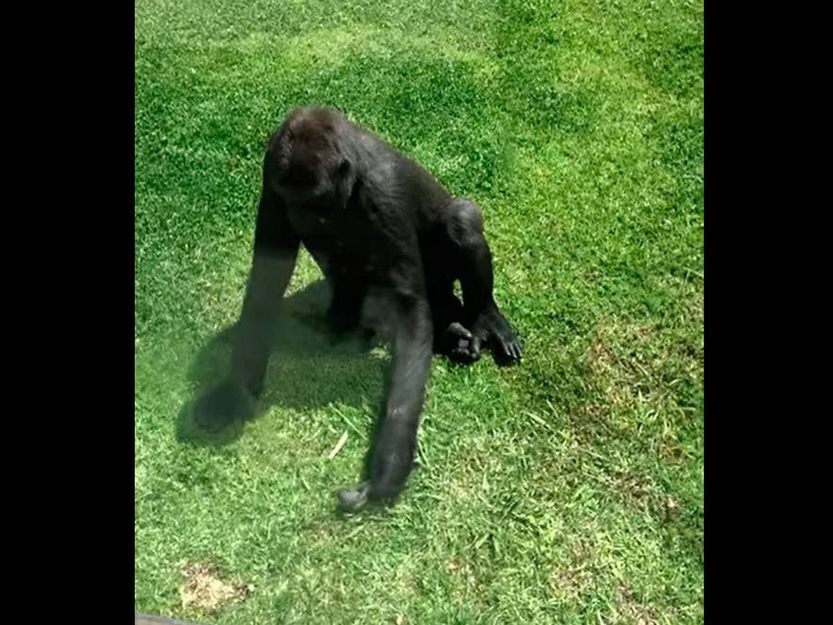 Foto: El gorila trató de ayudar al pájaro herido en el zoo (YouTube)