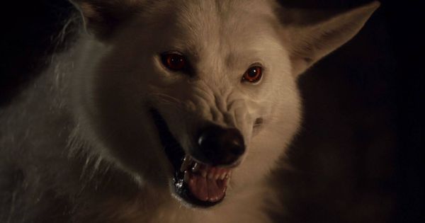 Foto: Fantasma, el lobo guardián de Jon Snow ('Juego de tronos').