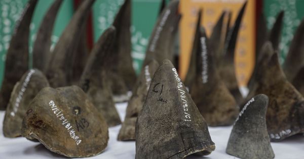 Foto: Los cuernos de rinoceronte africano vuelven a poder comprarse en China (EFE/Fazry Ismail)