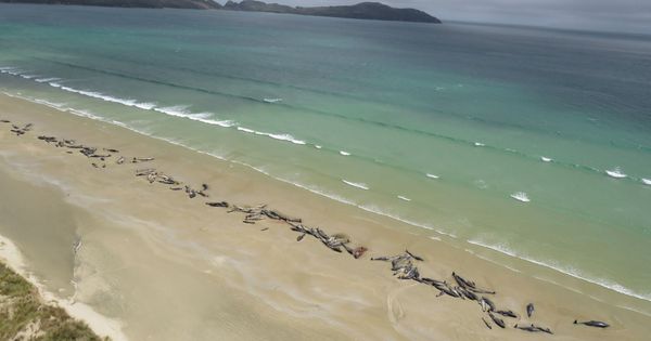 Foto: Imagen de las 145 ballenas muertas en la playa
